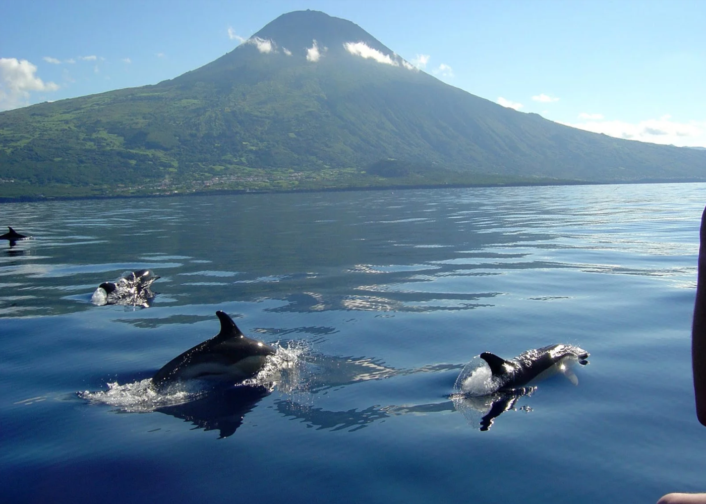 Observação de Golfinhos e Baleias Açores